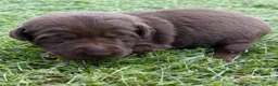 Labrador Retriever dogs for sale: Marnie - Ad 3