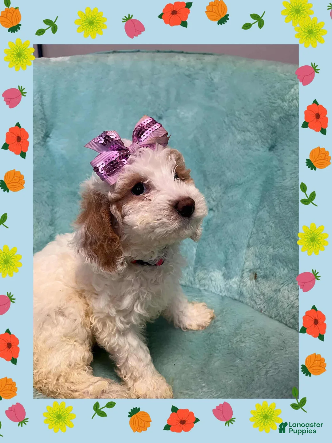 Miniature Poodle dogs for sale: Miniature Poodle Puppy 7 - Ad 2