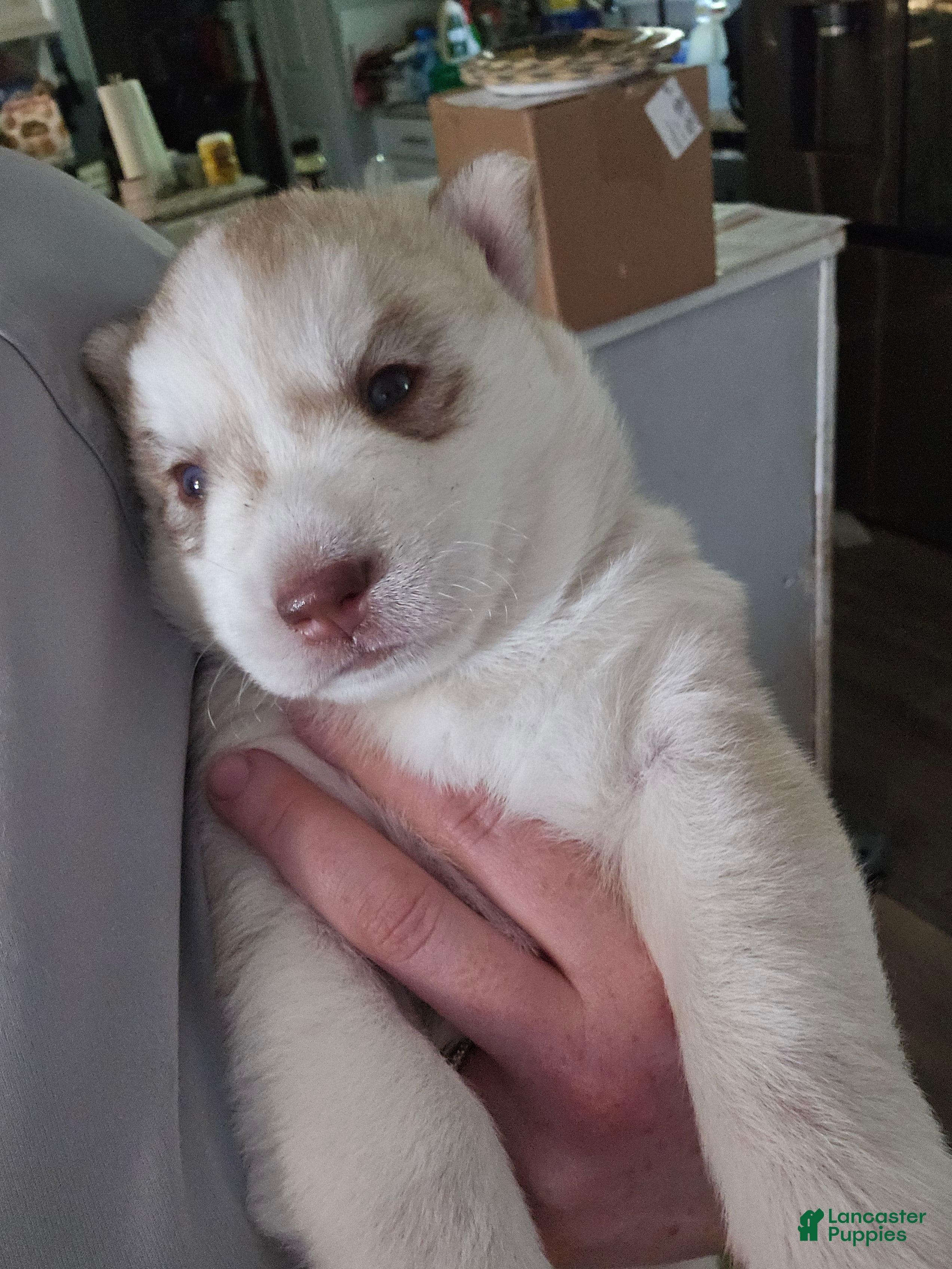 Mixed Breed dogs Mixed Breed Puppy 2 - Ad 15