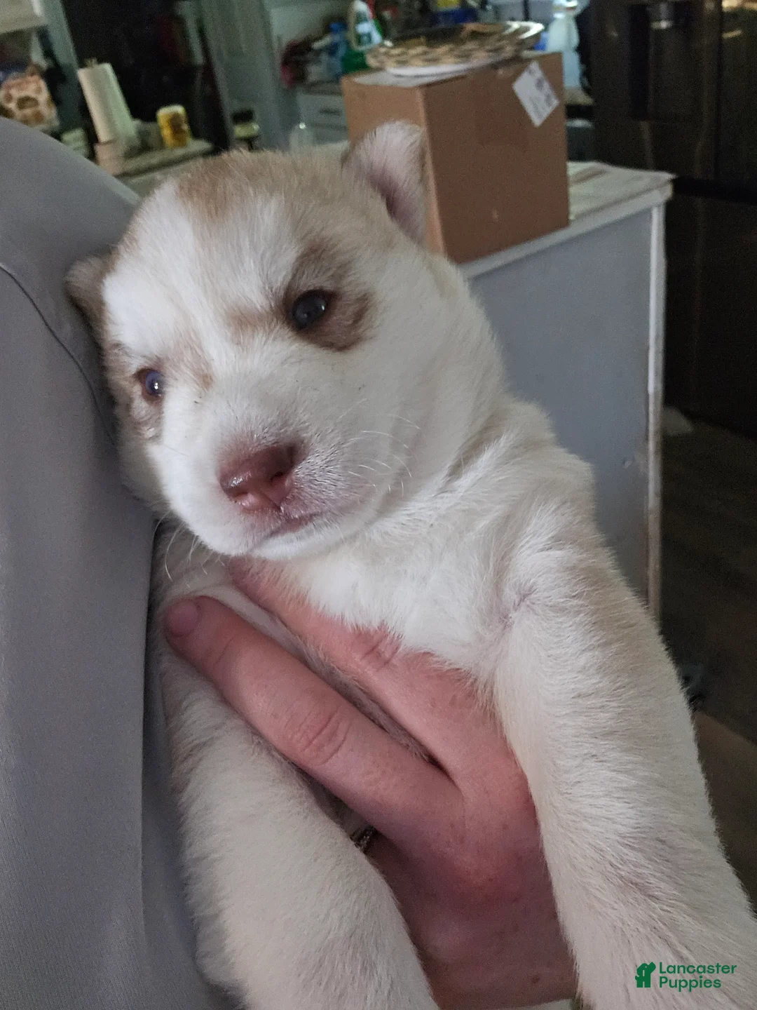 Mixed Breed dogs for sale: Mixed Breed Puppy 2 - Ad 1