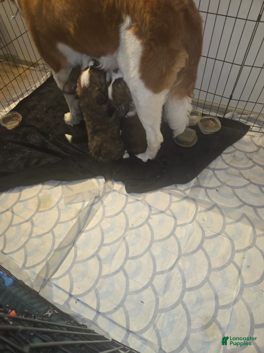 Mixed Breed dogs for sale: Zues - Ad 26