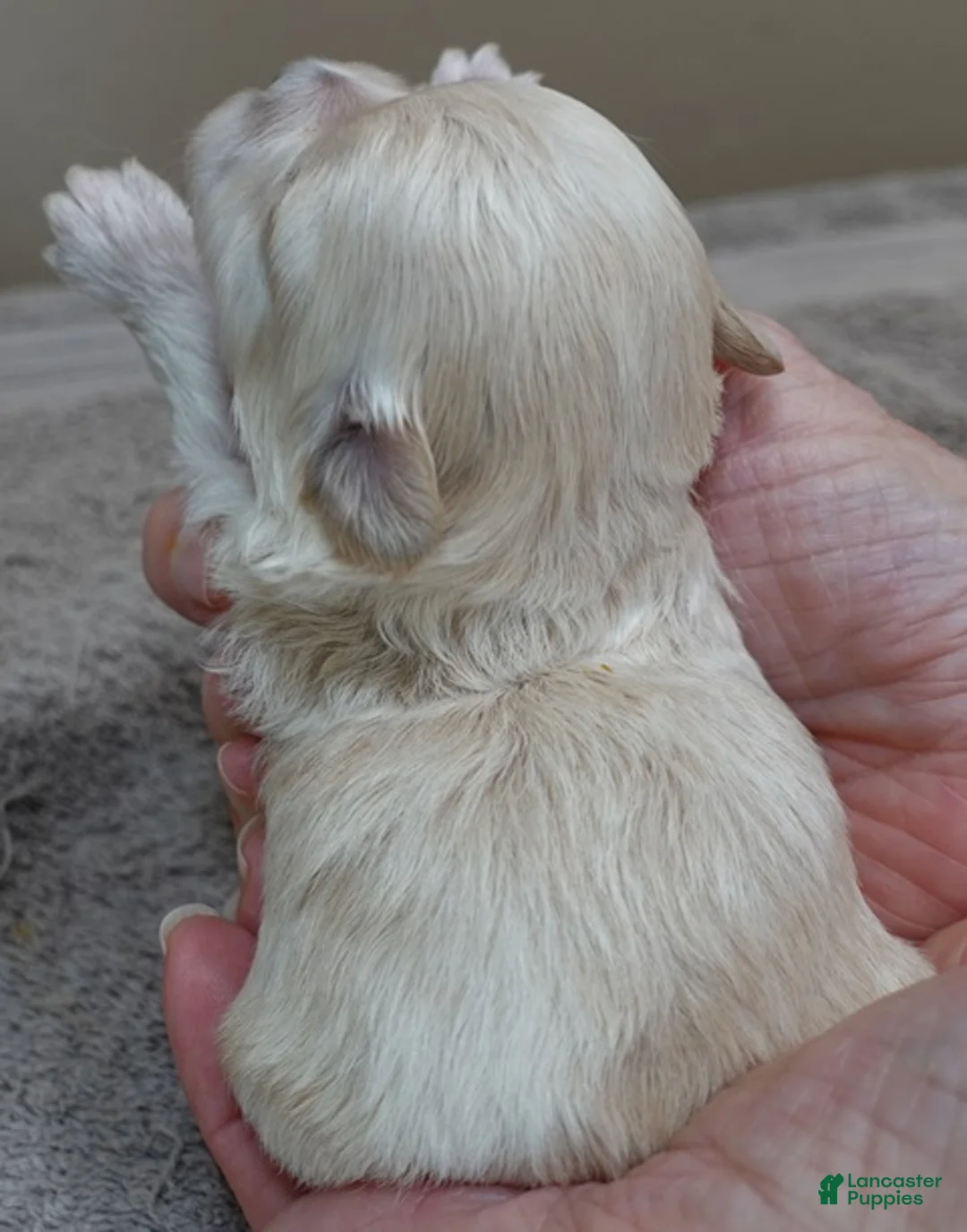 Maltipoo dogs for sale: Dex - Ad 8