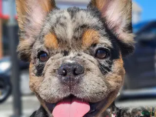 French Bulldog dogs Black & Tan Fluffy Merle French bulldog - Ad 3