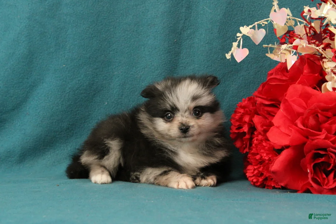 Pomeranian dogs for sale: Timothy - Ad 2
