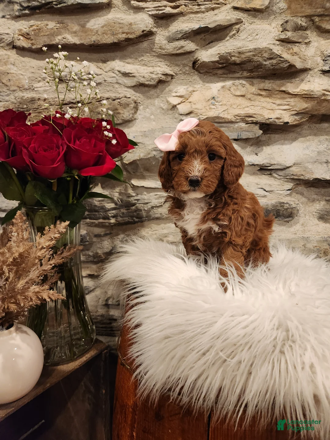 Mini Bernedoodle dogs for sale: CANDY - MINI BERNEDOODLE LOVELY PUPPY (RICHLAND, PA) - F1BB - Ad 5