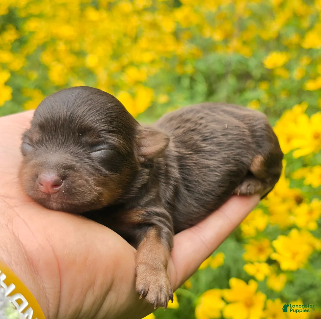 Maltipoo dogs for sale: Jewls - Ad 1
