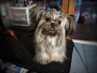 Shih Tzu dogs Ewok Naturally-reared - Ad 42