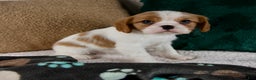 Cavalier King Charles Spaniel dogs for sale: Amelia - Ad 2