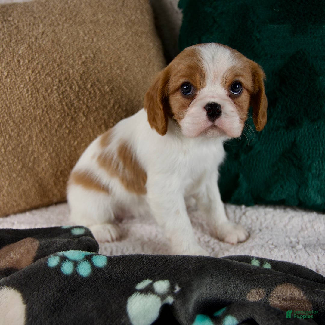 Cavalier King Charles Spaniel dogs for sale: Amelia - Ad 2