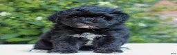 Havapoo dogs for sale: Ruby  - Ad 3