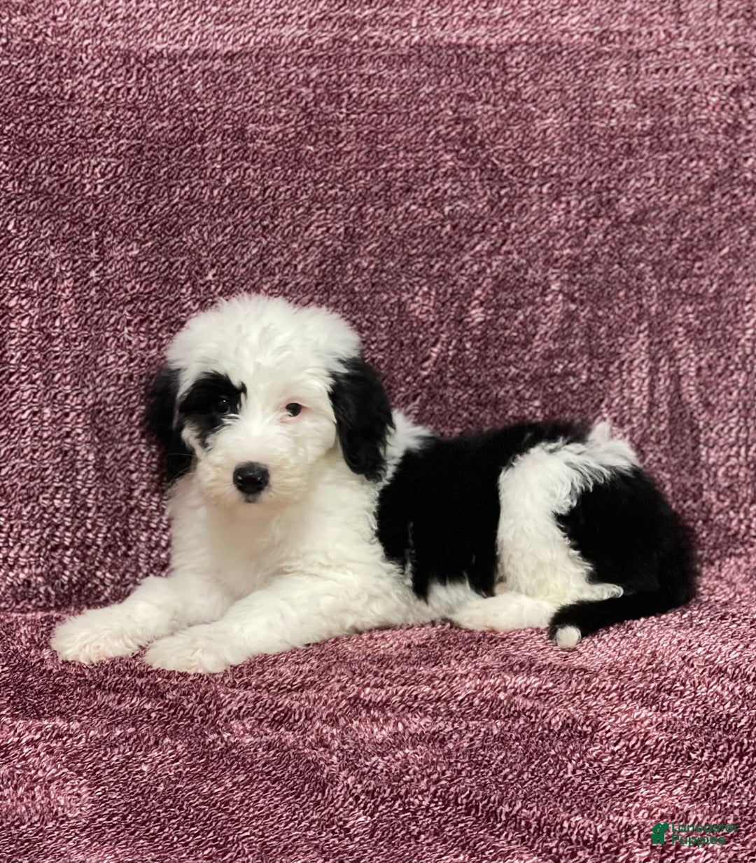 Sheepadoodle dogs for sale: Karla - Ad 2