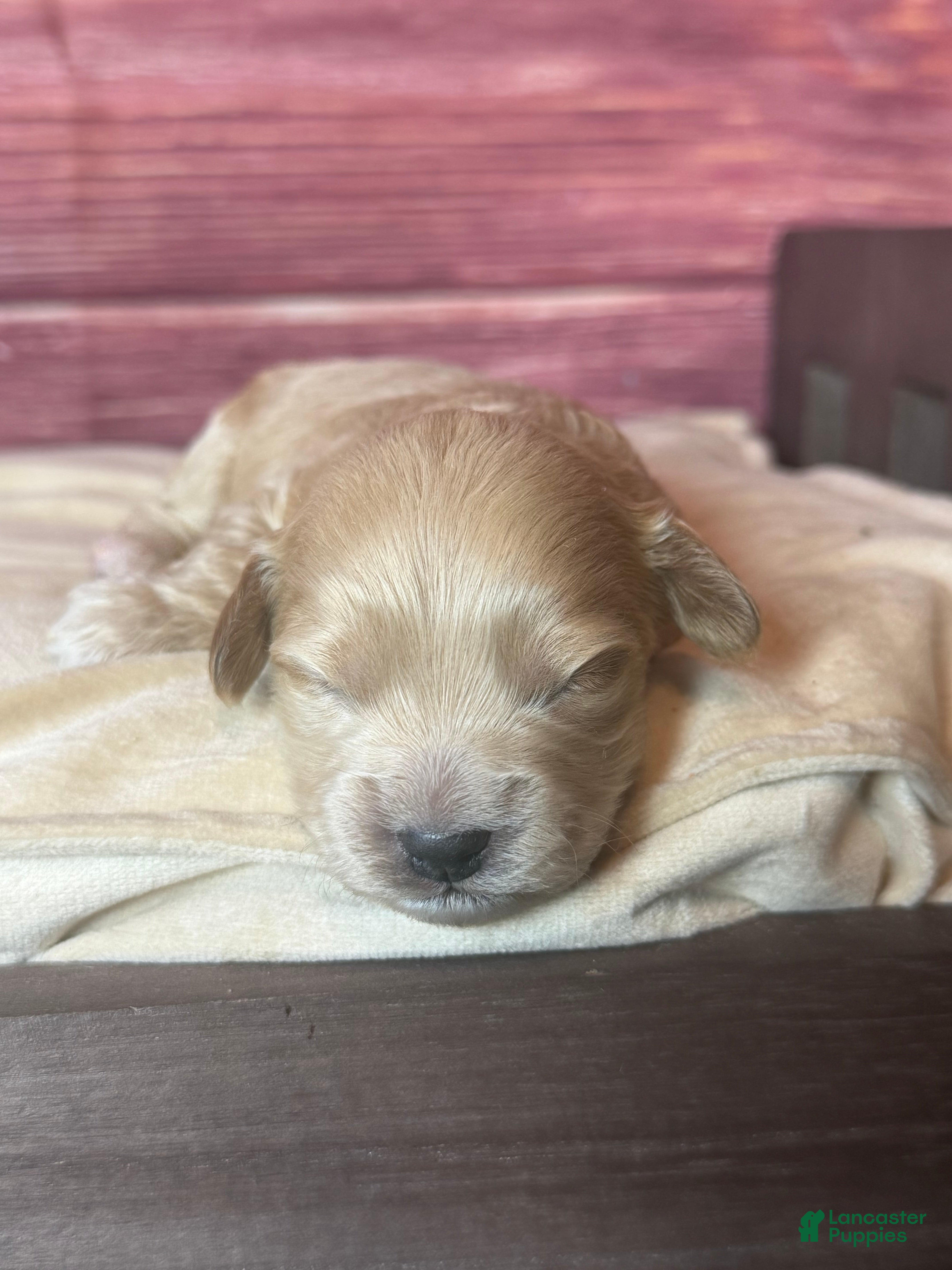 Cockapoo dogs Nova  - Ad 2