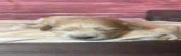 Cockapoo dogs for sale: Nova  - Ad 15