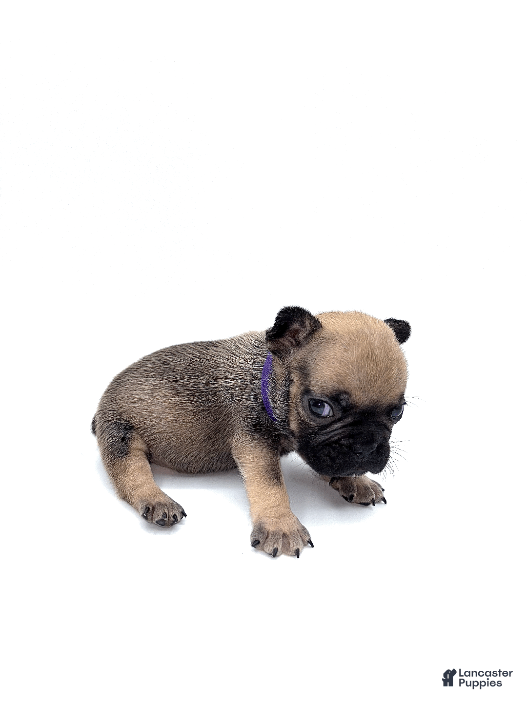 French Bulldog dogs for sale: French Bulldog Puppy 7 - Ad 2
