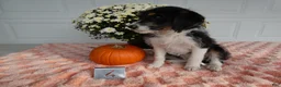 Mixed Breed dogs for sale: Mixed Breed 4   - Ad 5