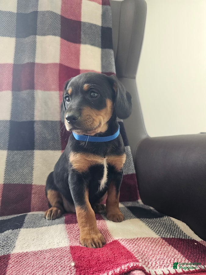 Mixed Breed dogs Jasper - Ad 1