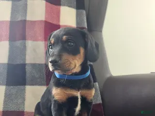 Mixed Breed dogs for sale: Jasper - Ad 3