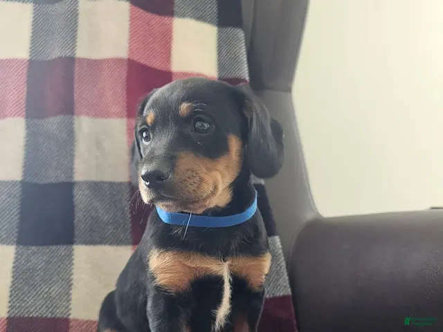 Mixed Breed dogs for sale: Jasper - Ad 1