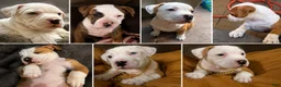 American Bully dogs for sale: Houston - Ad 21