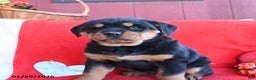 Rottweiler dogs for sale: Roxy - Ad 3