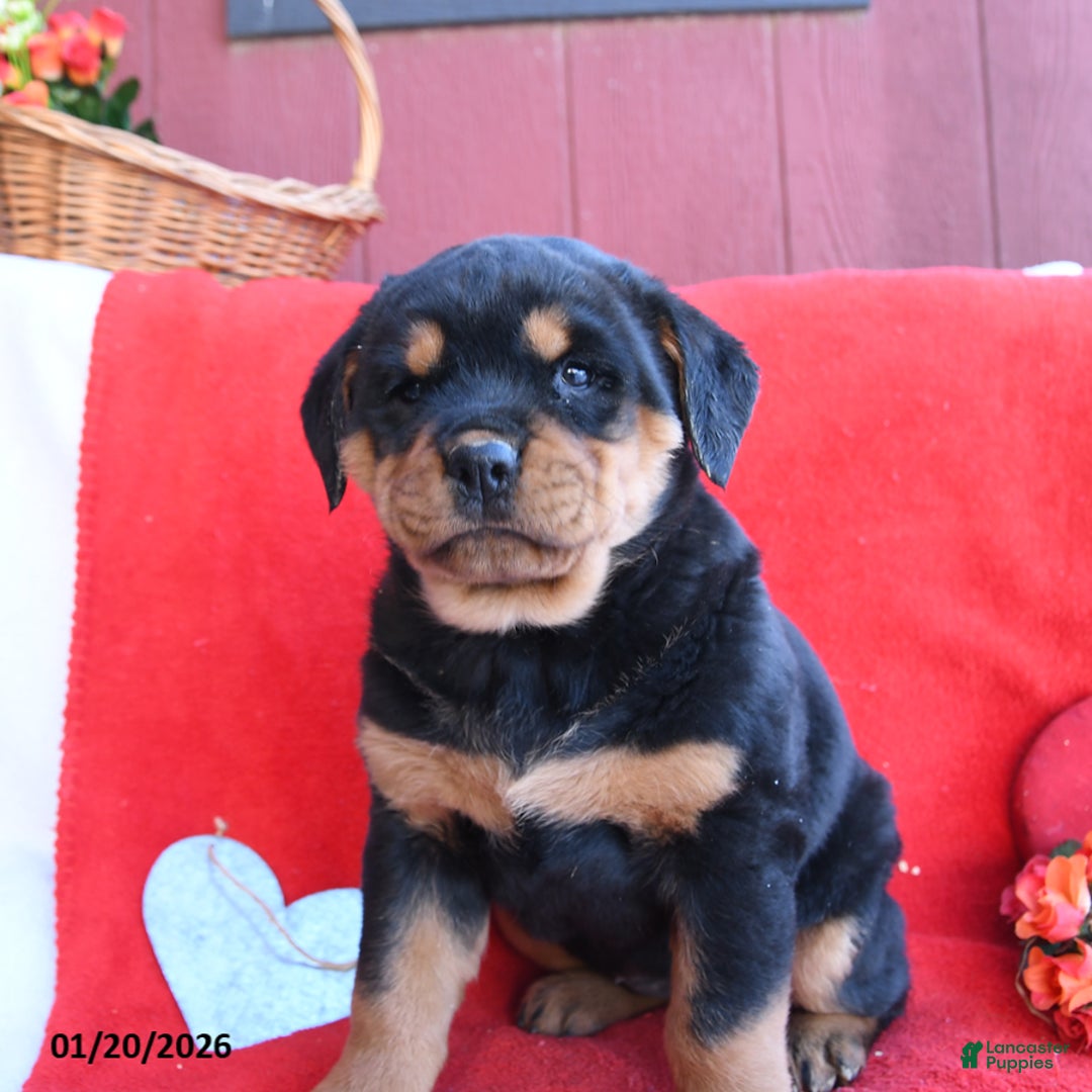 Rottweiler dogs for sale: Roxy - Ad 3