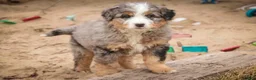 Bernedoodle dogs for sale: Paxton - Ad 8