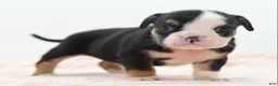 Mixed Breed dogs for sale: Princess  - Ad 30