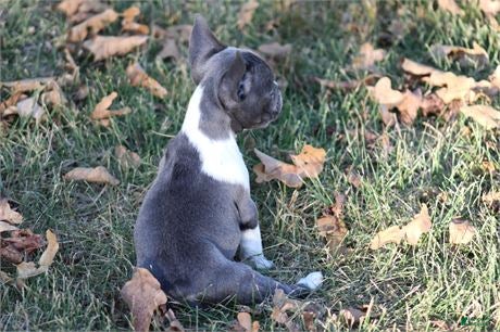 French Bulldog dogs French Bulldog 1 - Ad 2
