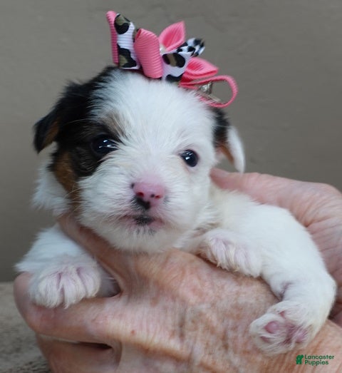 Yorkshire Terrier dogs Kiko girl - Ad 28