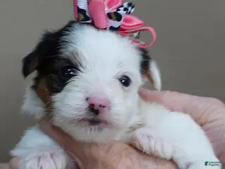 Yorkshire Terrier dogs Kiko girl - Ad 8