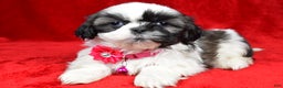 Shih Tzu dogs for sale: Hope - Ad 1
