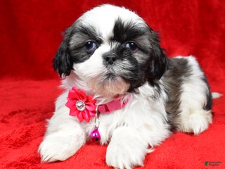 Shih Tzu dogs Hope - Ad 16
