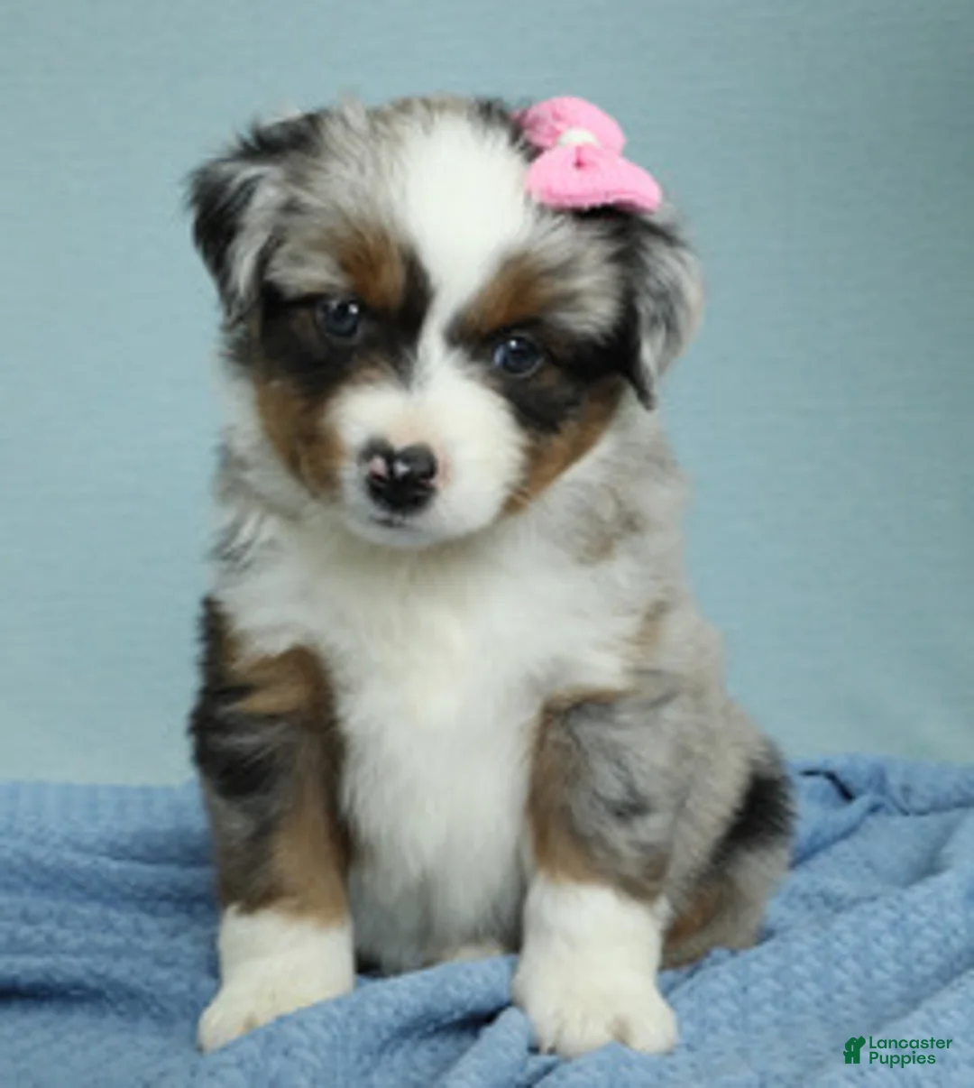 Miniature Australian Shepherd dogs for sale: Sage 🌿 - Ad 2