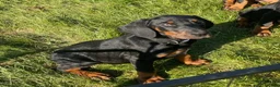 Doberman Pinscher dogs for sale: Doberman Pinscher Puppy 2 - Ad 1