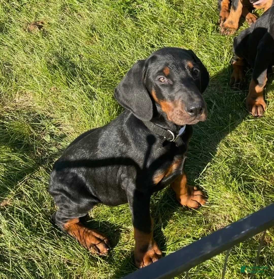 Doberman Pinscher dogs for sale: Doberman Pinscher Puppy 2 - Ad 1