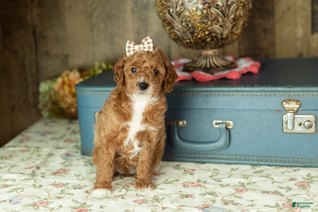 Mixed Breed dogs for sale: Tammy  - Ad 1