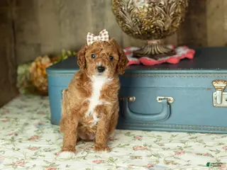 Mixed Breed dogs Tammy - Ad 15