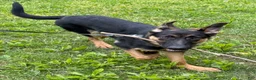 German Shepherd dogs for sale: Duke - Ad 4