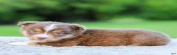 Miniature Australian Shepherd dogs for sale: Duke - Ad 3