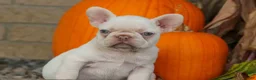 French Bulldog dogs for sale: Reba 💗 - Ad 7