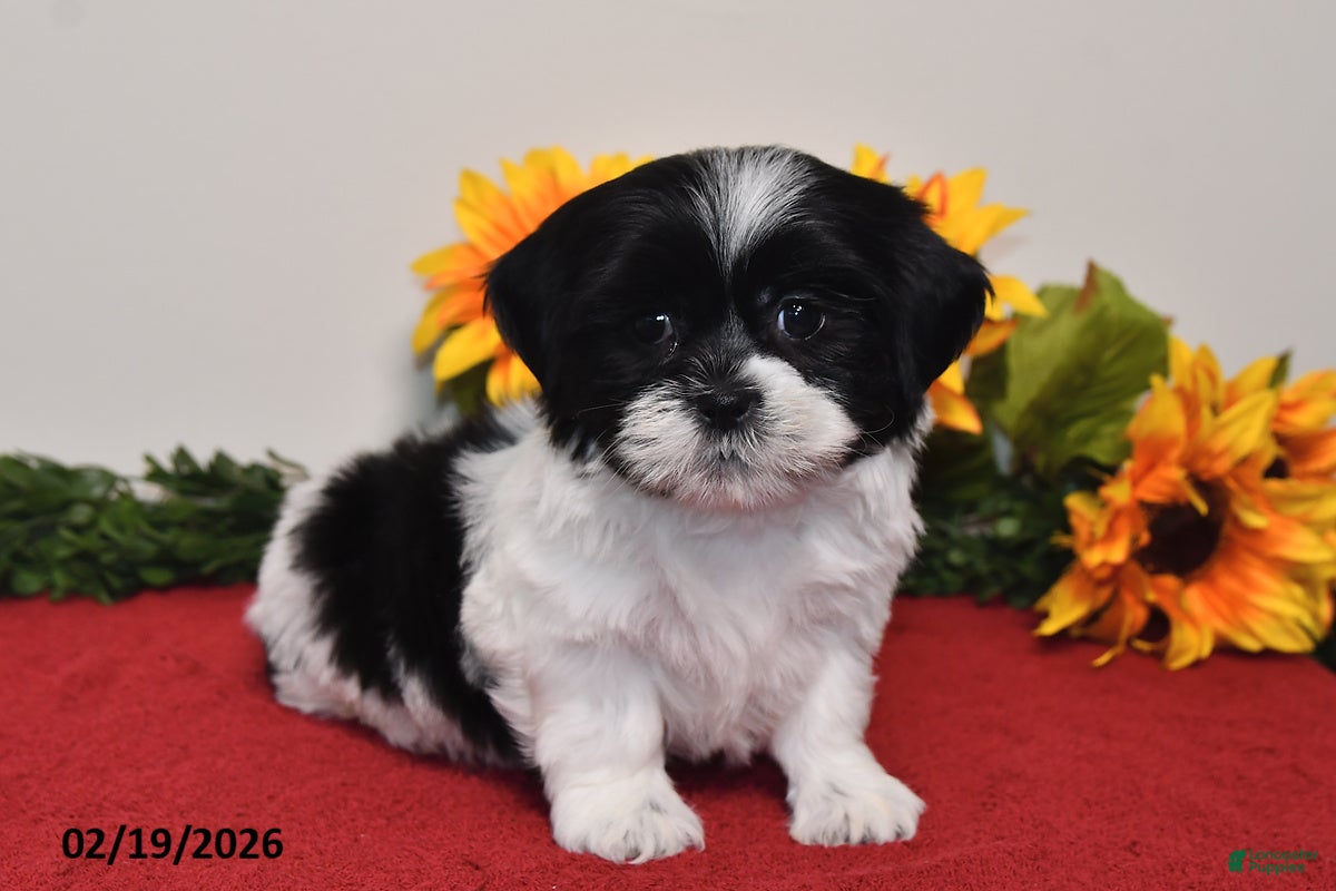 Shih Tzu dogs Leo - Ad 2