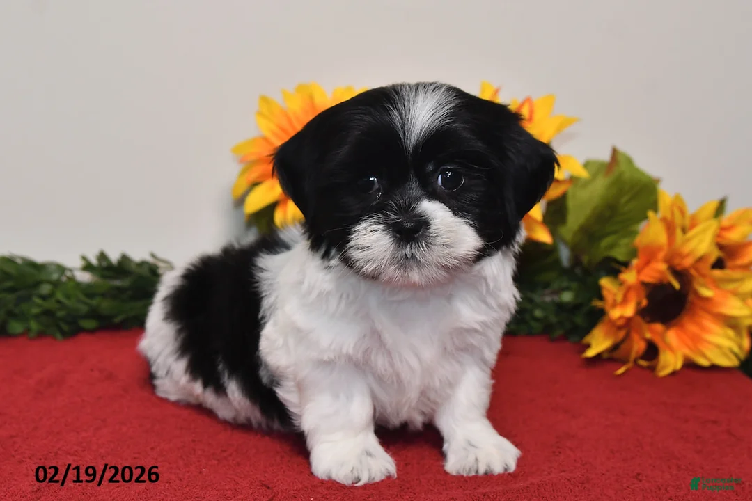 Shih Tzu dogs for sale: Leo - Ad 2
