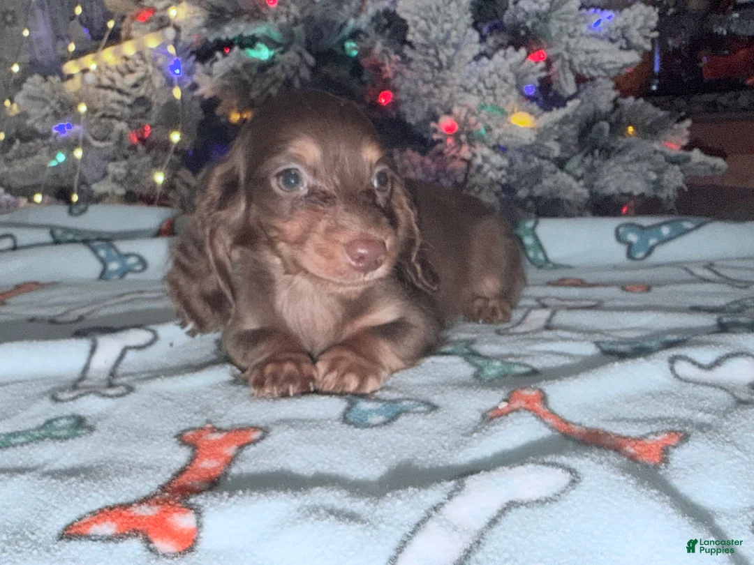 Miniature Dachshund dogs for sale: Ready Christmas eve - Ad 14