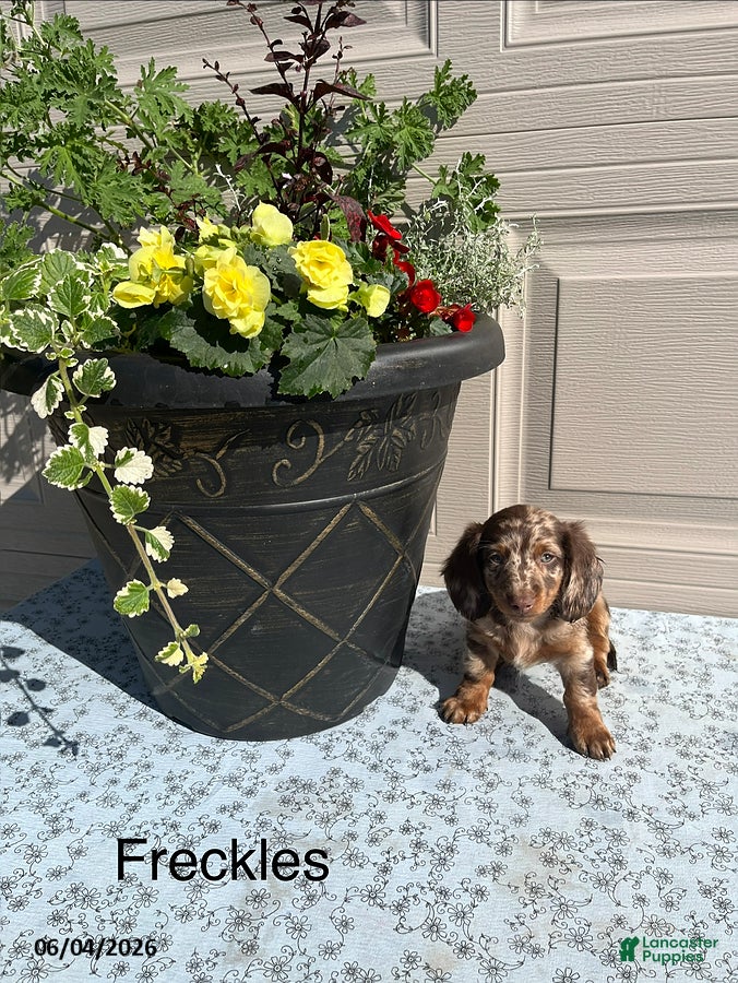 Miniature Dachshund dogs Freckles - Ad 1