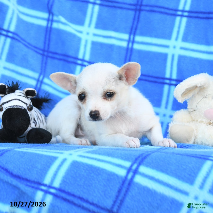 Chihuahua dogs for sale: Udell - Ad 2