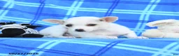 Chihuahua dogs for sale: Udell - Ad 2