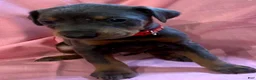 Doberman Pinscher dogs for sale: Bandit  - Ad 7