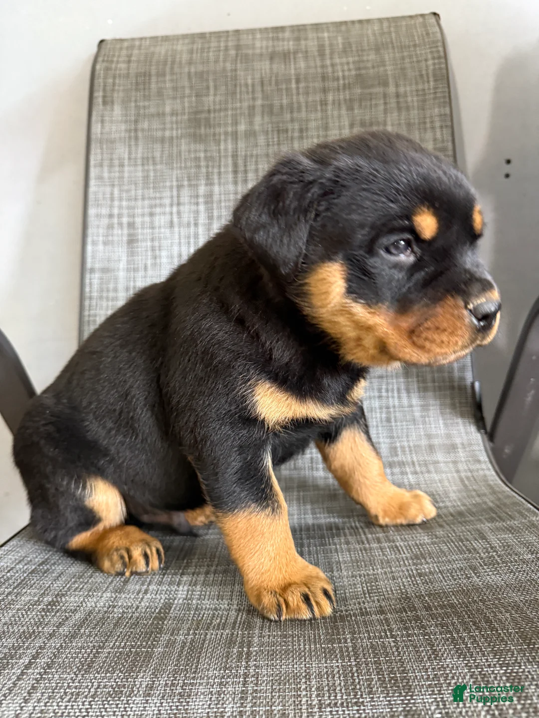 Rottweiler dogs for sale: Lou - Ad 14