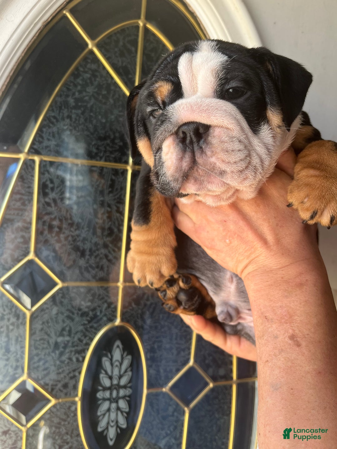 English Bulldog dogs for sale: English Bulldog Puppy 4 - Ad 8