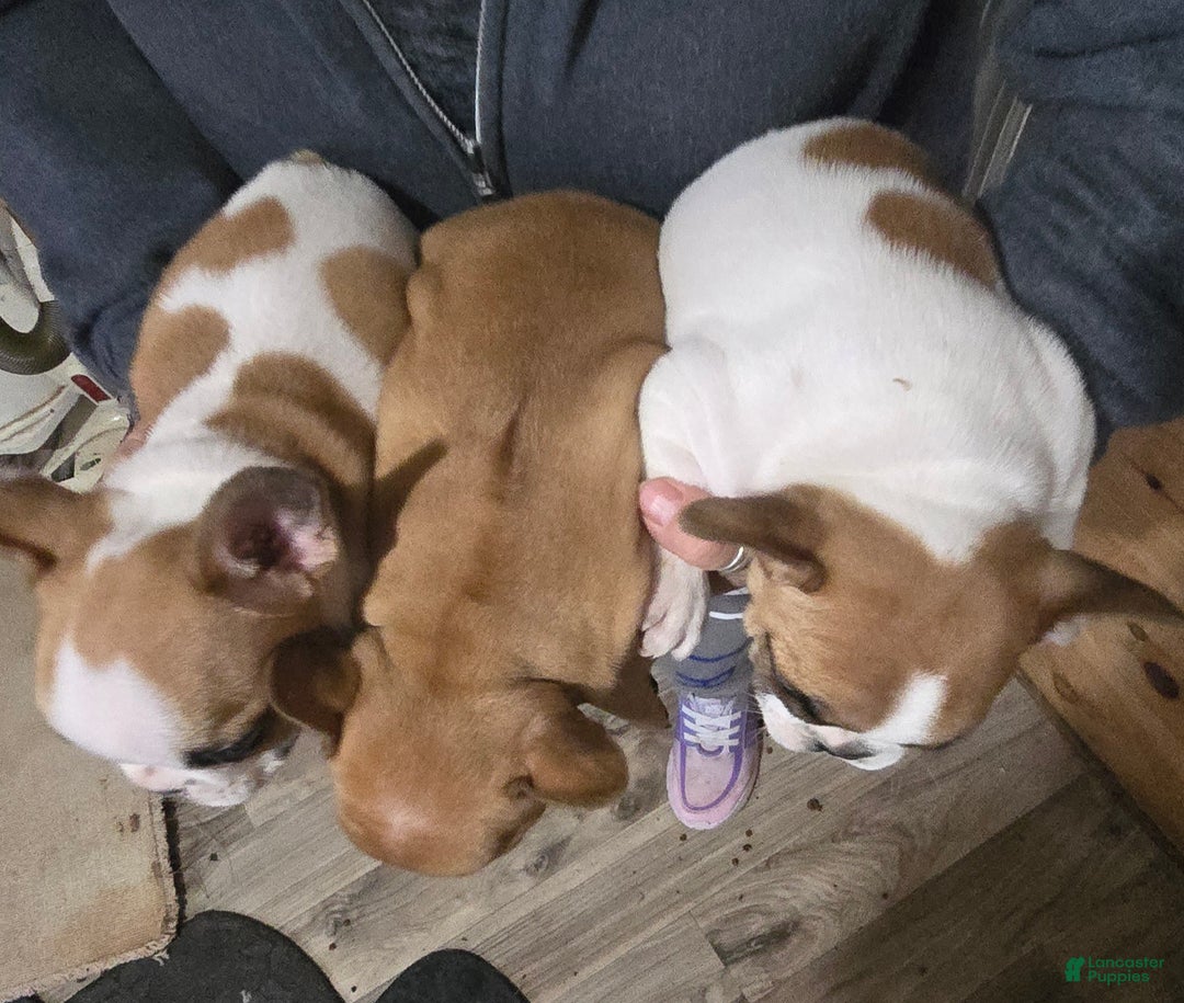 French Bulldog dogs for sale: French Bulldog Puppy 1 - Ad 4